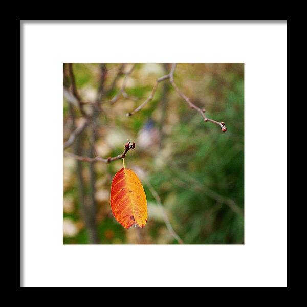 Matt Matekovic Framed Print featuring the photograph Last Leaf November by Photographic Arts And Design Studio