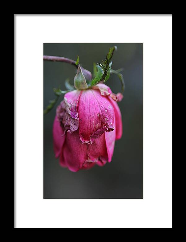 Rose Framed Print featuring the photograph Last Rose of Summer by Valerie Collins