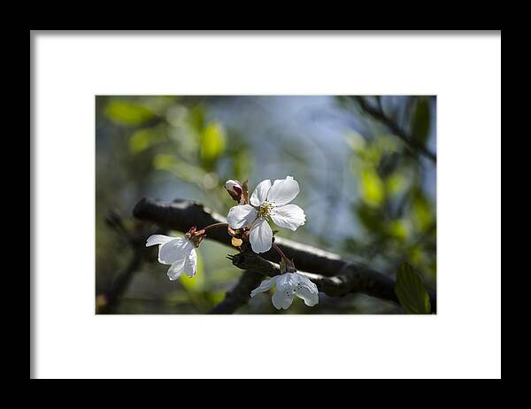 Green Framed Print featuring the photograph Late Spring Blossom by Spikey Mouse Photography