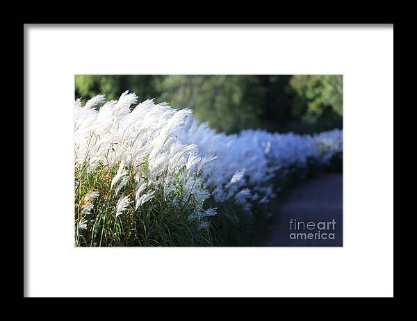 Nature Framed Print featuring the photograph Late Summer Path by Kate Purdy