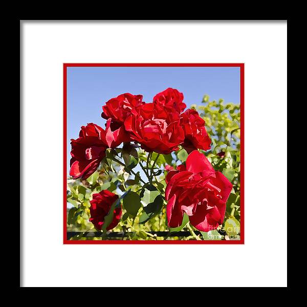 Red Framed Print featuring the photograph Late Summer Roses - Vibrant by Maria Janicki
