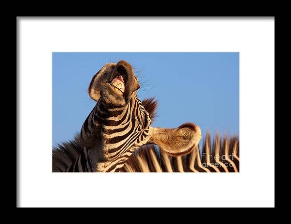 Portrait Framed Print featuring the photograph Laughing zebra by Nick Biemans