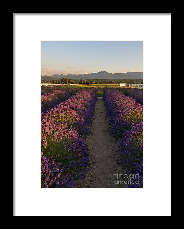 Lavender Framed Print featuring the photograph Lavendar Path by Michael Dawson