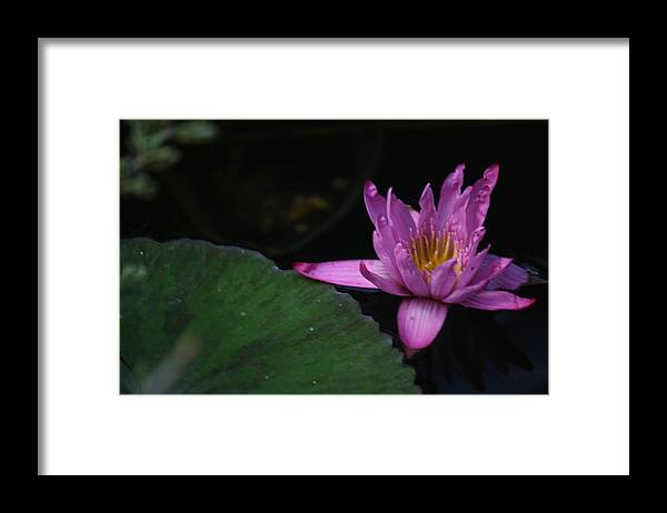 Purple Framed Print featuring the photograph Lavendar Water Lily by Donna Walsh