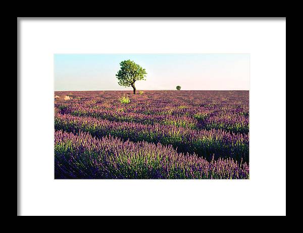 Lavender Framed Print featuring the photograph Lavende de Provence by Kim Lessel