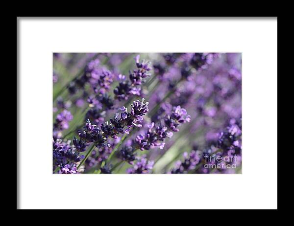 Closeup Framed Print featuring the photograph Lavender by Amanda Mohler