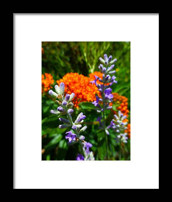 Lavender Framed Print featuring the photograph Lavender and Butterfly Weed by Jennifer Wheatley Wolf