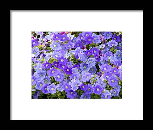 Flora Framed Print featuring the photograph Lavender and Purple by Mariarosa Rockefeller