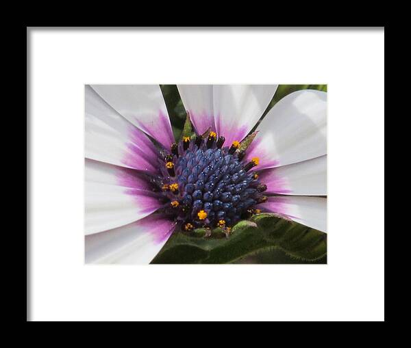 Nature Framed Print featuring the photograph Lavender Blue by Loretta Pokorny