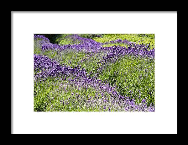 Lavender Framed Print featuring the photograph Lavender Day by Kathy Bassett