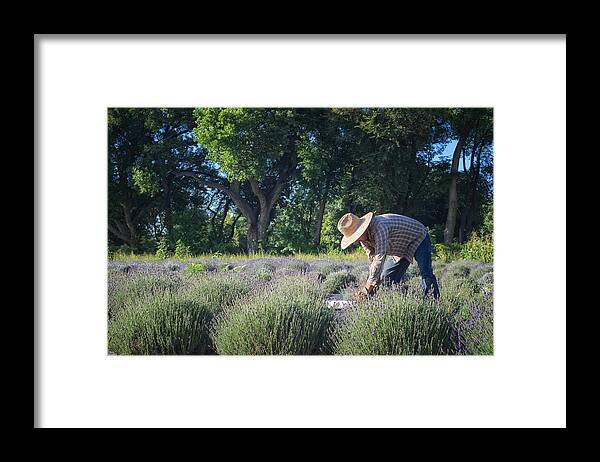 Landscapes Framed Print featuring the photograph Lavender Harvest by Mary Lee Dereske