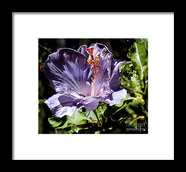 Fine Art Photography Framed Print featuring the photograph Lavender Hibiscus by Patricia Griffin Brett