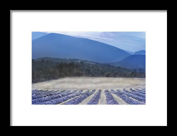 Lavender Framed Print featuring the photograph Lavender in Provence by Jean Gill