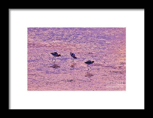 American Avocet Framed Print featuring the photograph Avocets in Lavender Light by Michele Penner