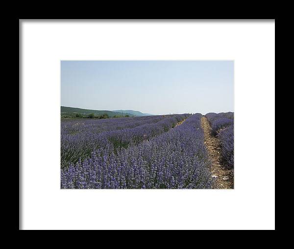 Lavender Framed Print featuring the photograph Lavender Sky by Pema Hou