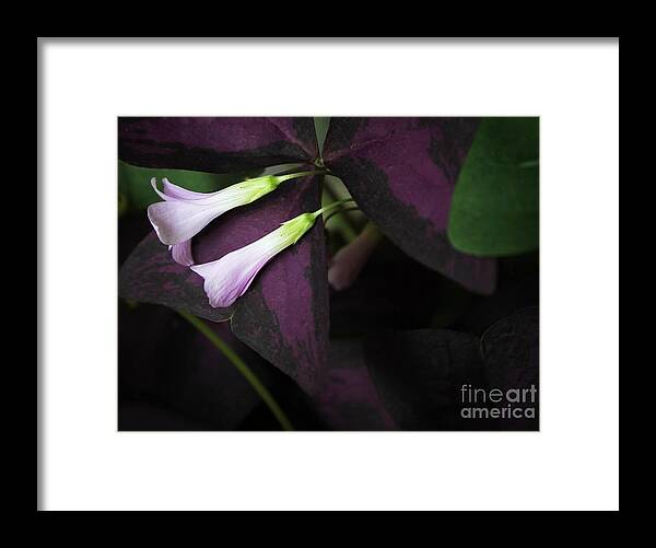 Flowers Framed Print featuring the photograph Lay Down Beside Me by Ellen Cotton