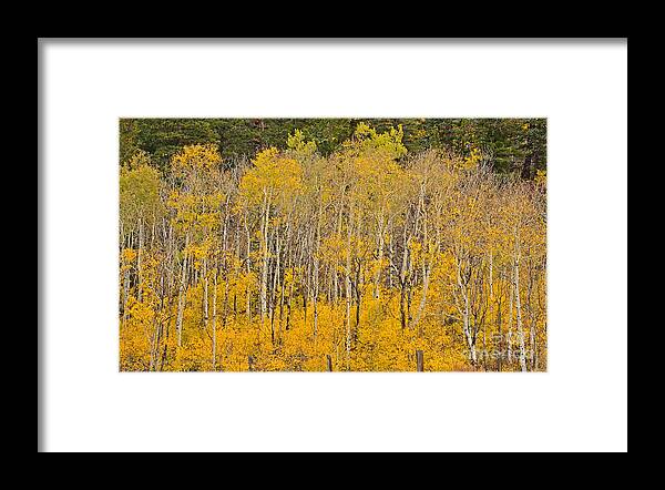 Aspen Framed Print featuring the photograph Layers of Gold by Kelly Black