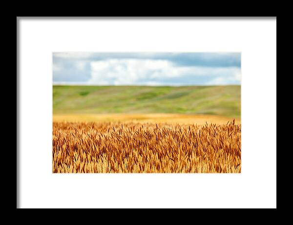 What Framed Print featuring the photograph Layers of Grain by Todd Klassy