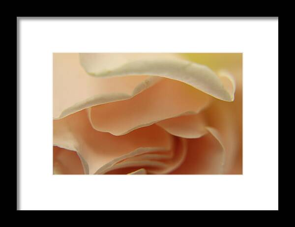 Rose Framed Print featuring the photograph Layers of Love by Nancy Ingersoll