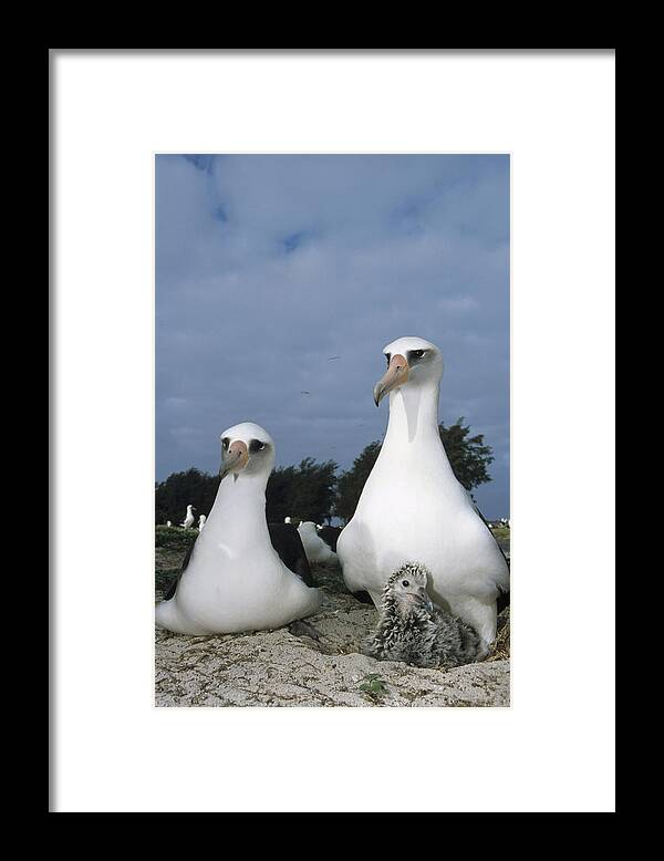 Feb0514 Framed Print featuring the photograph Laysan Albatross Parents Exchanging by Tui De Roy