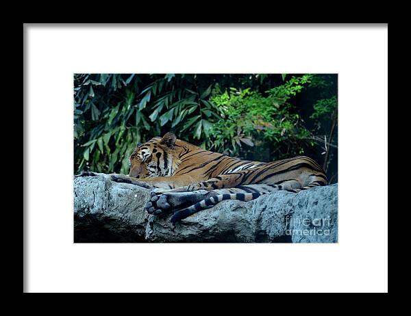 Michelle Meenawong Framed Print featuring the photograph Lazy Cat by Michelle Meenawong