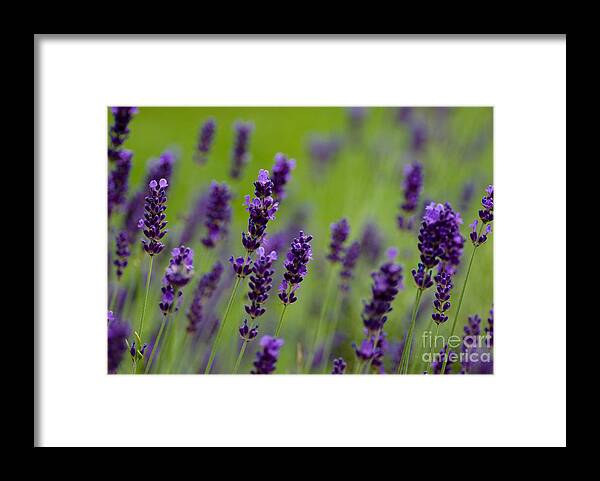 Flowers Framed Print featuring the photograph Lea of Lavender by Venetta Archer