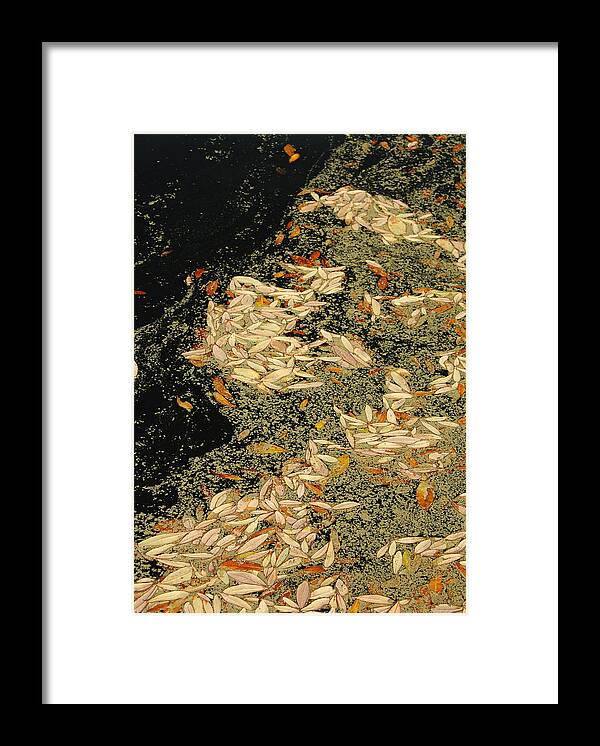 Klimt Framed Print featuring the photograph Leaf Abstract Ode to Klimt by Suzanne Gaff