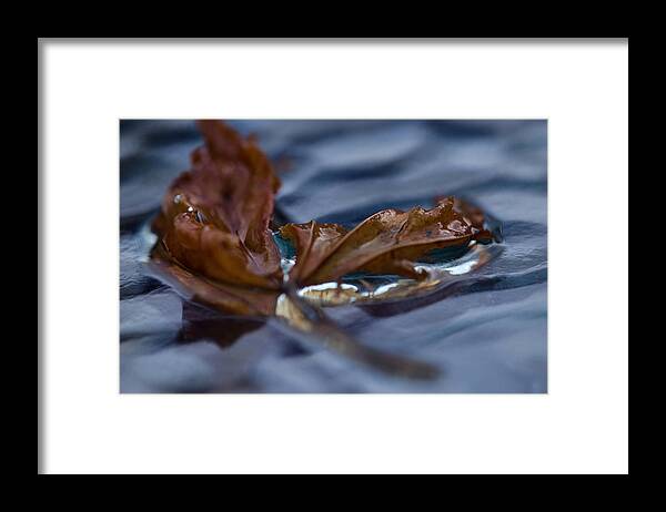 Leave Framed Print featuring the photograph Leaf Afloat by Nancy Edwards