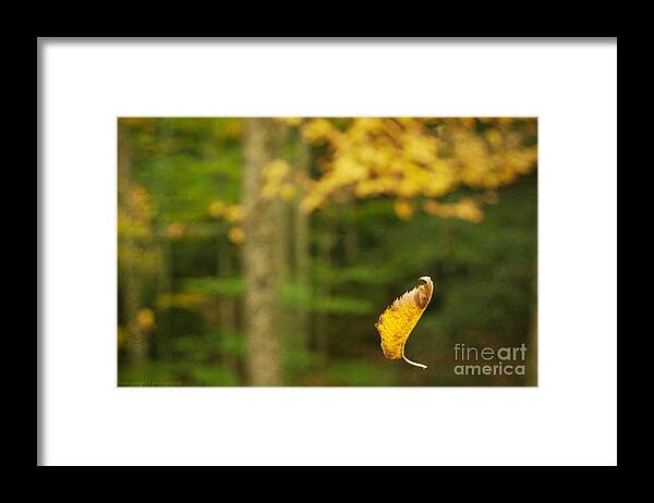 Nature Framed Print featuring the photograph Leaf Aloft by Diane Enright