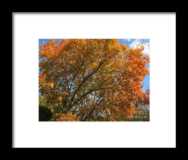 Autumn Framed Print featuring the photograph Leaf Canopy by Kathie Chicoine