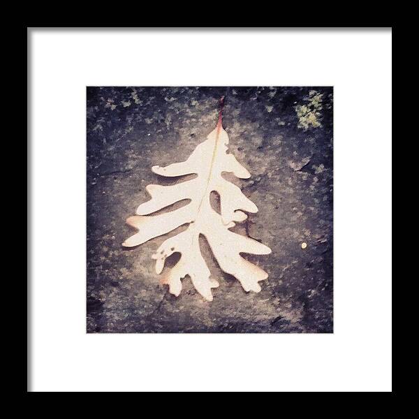 Photooftheday Framed Print featuring the photograph Leaf by Genevieve Esson