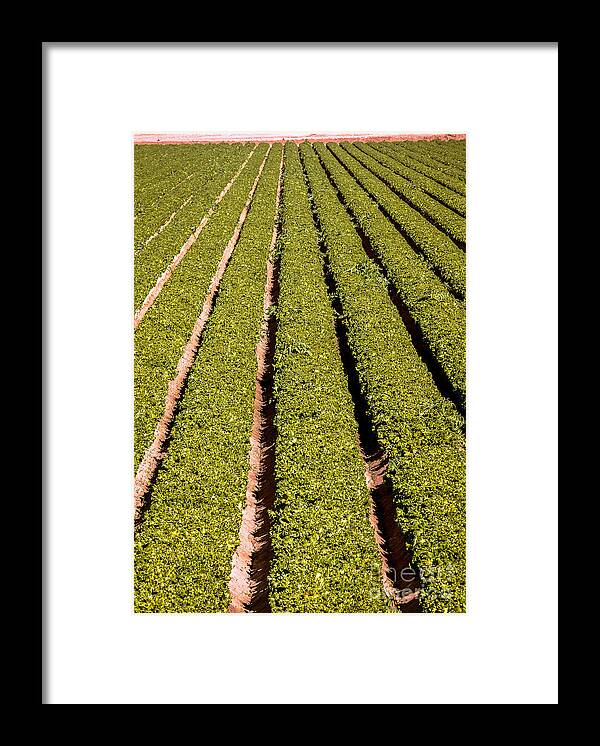 Yuma Framed Print featuring the photograph Leaf Lettuce by Robert Bales