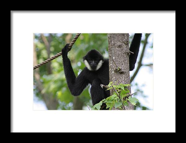 Gibbon Framed Print featuring the photograph Male White Cheeked Gibbon by Valerie Collins