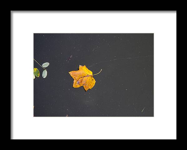 The Gorge Framed Print featuring the photograph Leaf on Water Study by Tim Fitzwater