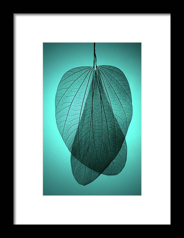 Natural Pattern Framed Print featuring the photograph Leaf Skeleton On Cyan Background by Miragec
