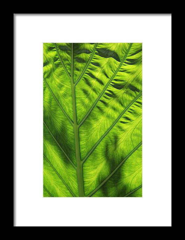 Abstraction Framed Print featuring the photograph Leaf Texture by Masha Batkova