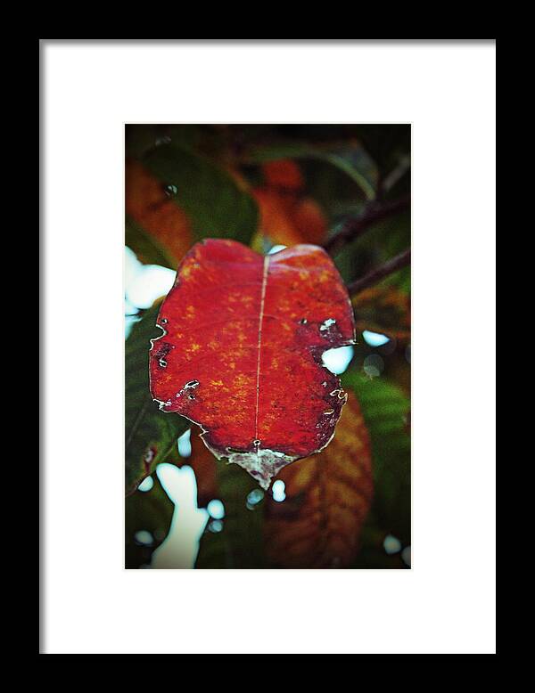 Leaves Framed Print featuring the photograph Leaf Wrapped in Red by Audrey Robillard