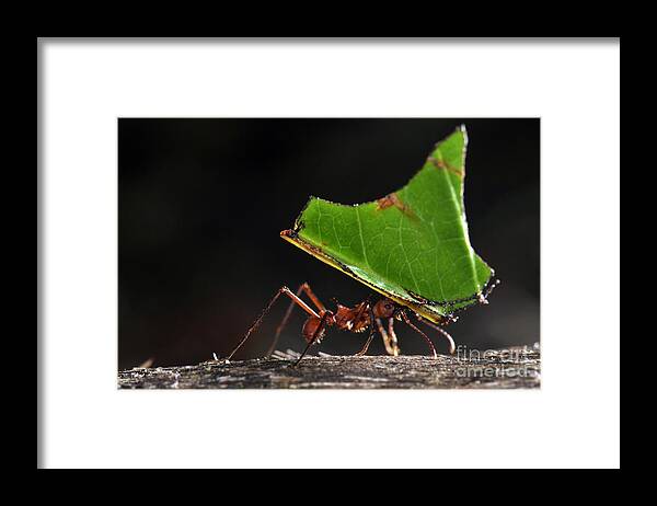 Leafcutter Ant Framed Print featuring the photograph Leafcutter Ant by Francesco Tomasinelli