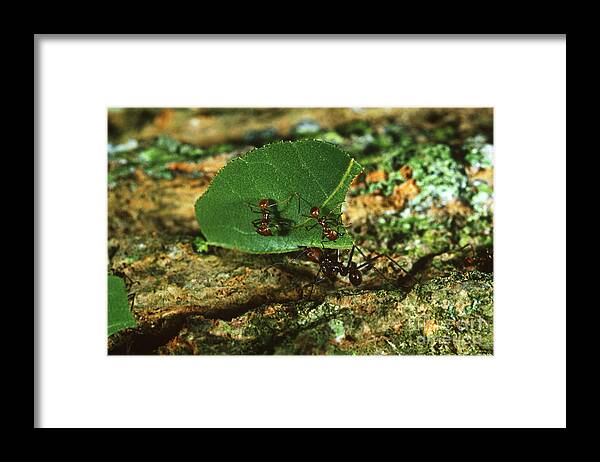 Leafcutter Ant Framed Print featuring the photograph Leafcutter Ants by Gregory G. Dimijian, M.D.