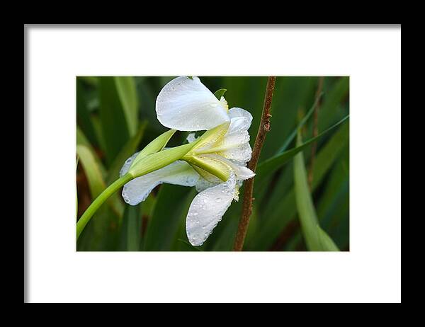 Flower Framed Print featuring the photograph Lean on Me by Joan Bertucci