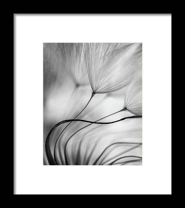 Dandelion Framed Print featuring the photograph Lean On Me by Keren Or