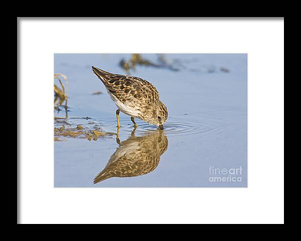 Sandpiper Framed Print featuring the photograph Least Sandpiper with a reflection by Ruth Jolly