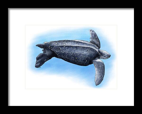 Horizontal Framed Print featuring the photograph Leatherback Sea Turtle by Roger Hall