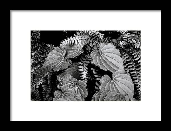 Leaves And Fern Framed Print featuring the photograph Leaves and Fern by Michael Eingle