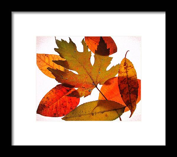 Leaf Framed Print featuring the photograph Leaves by Catherine Howley