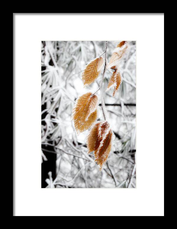 Snow Leaves Framed Print featuring the photograph Leaves In The Frost by Michael Eingle