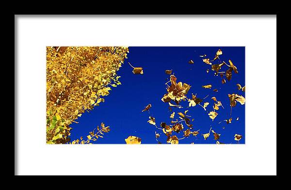 Leaf Framed Print featuring the photograph Leaves by Kristy Jeppson