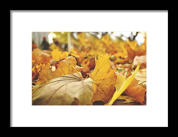 Fall Framed Print featuring the photograph Leaves of Gold And Red by Kay Jantzi