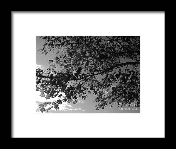 Tree Framed Print featuring the photograph Leaves on a Tree by Laura Wong-Rose