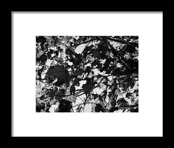 Leaves Framed Print featuring the photograph Leaves on a Tree ll by Laura Wong-Rose